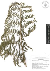 Macrothelypteris torresiana image